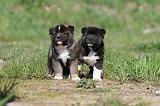 AKITA AMERICAIN 201